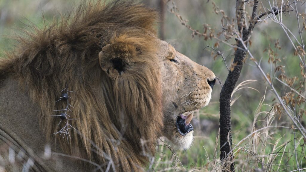 Yako African Adventures