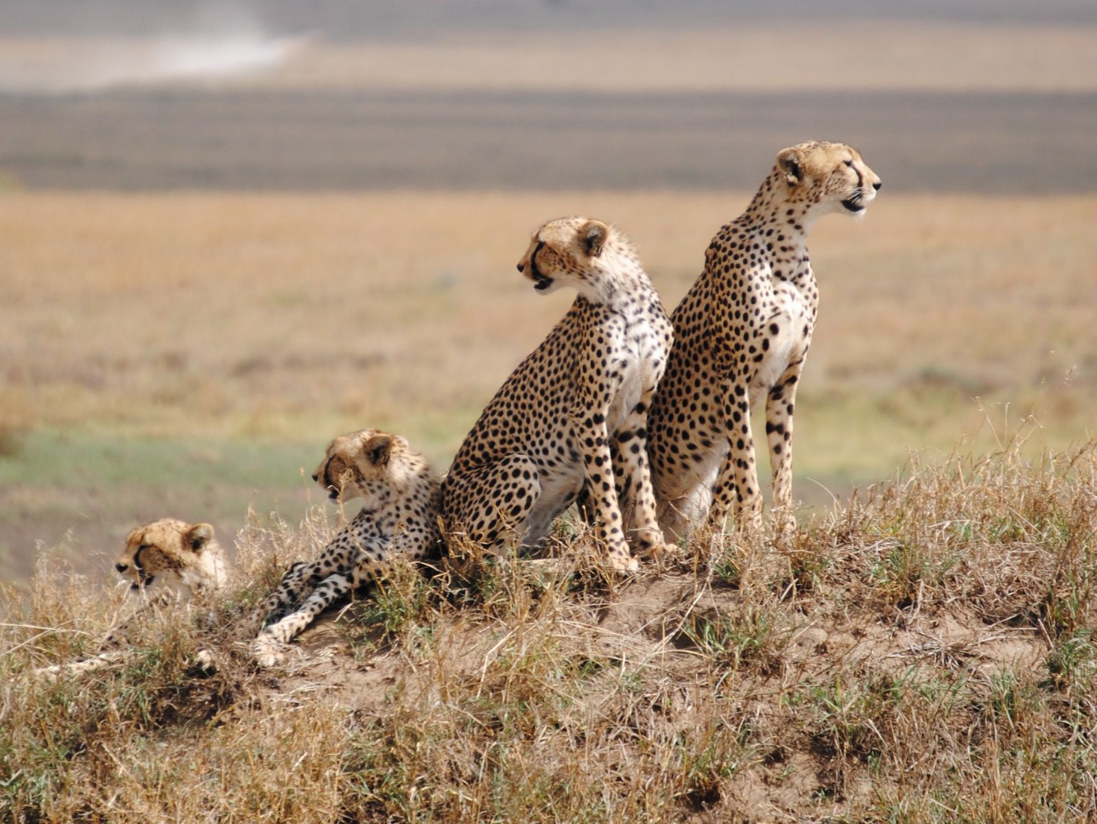 Serengeti-National-Park (4)