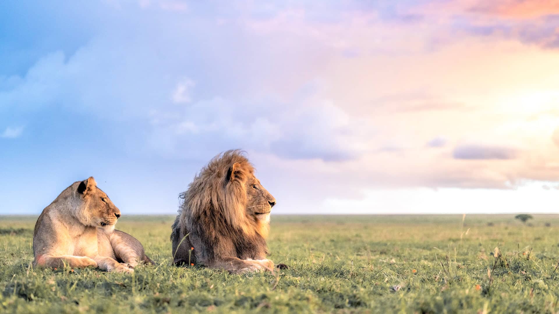 Wildlife