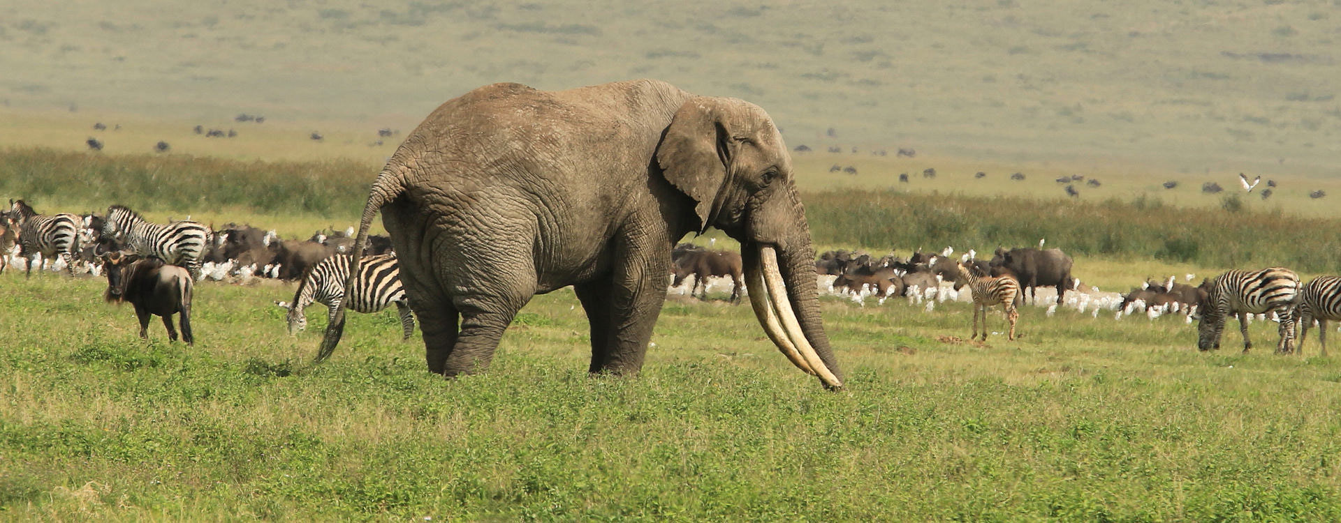 ngorongoro-crater-banner