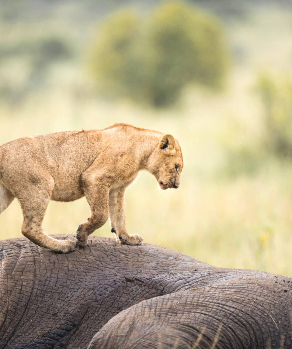 serengeti-national-park-960x1149-1