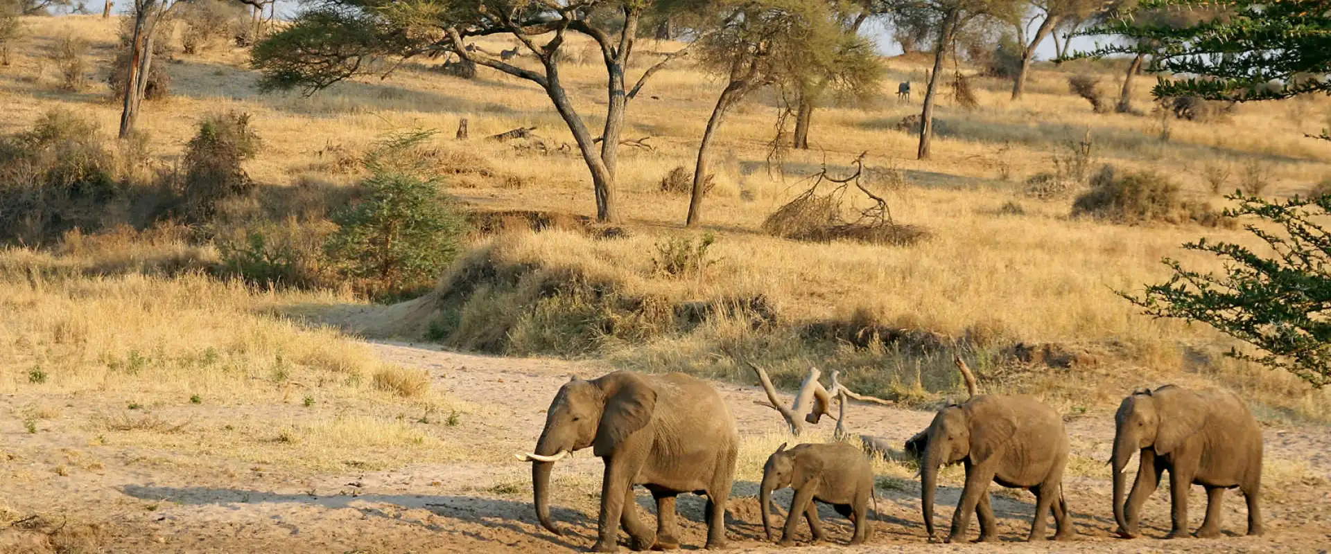 8-Day-Tanzania-Northern-Circuit-Safari