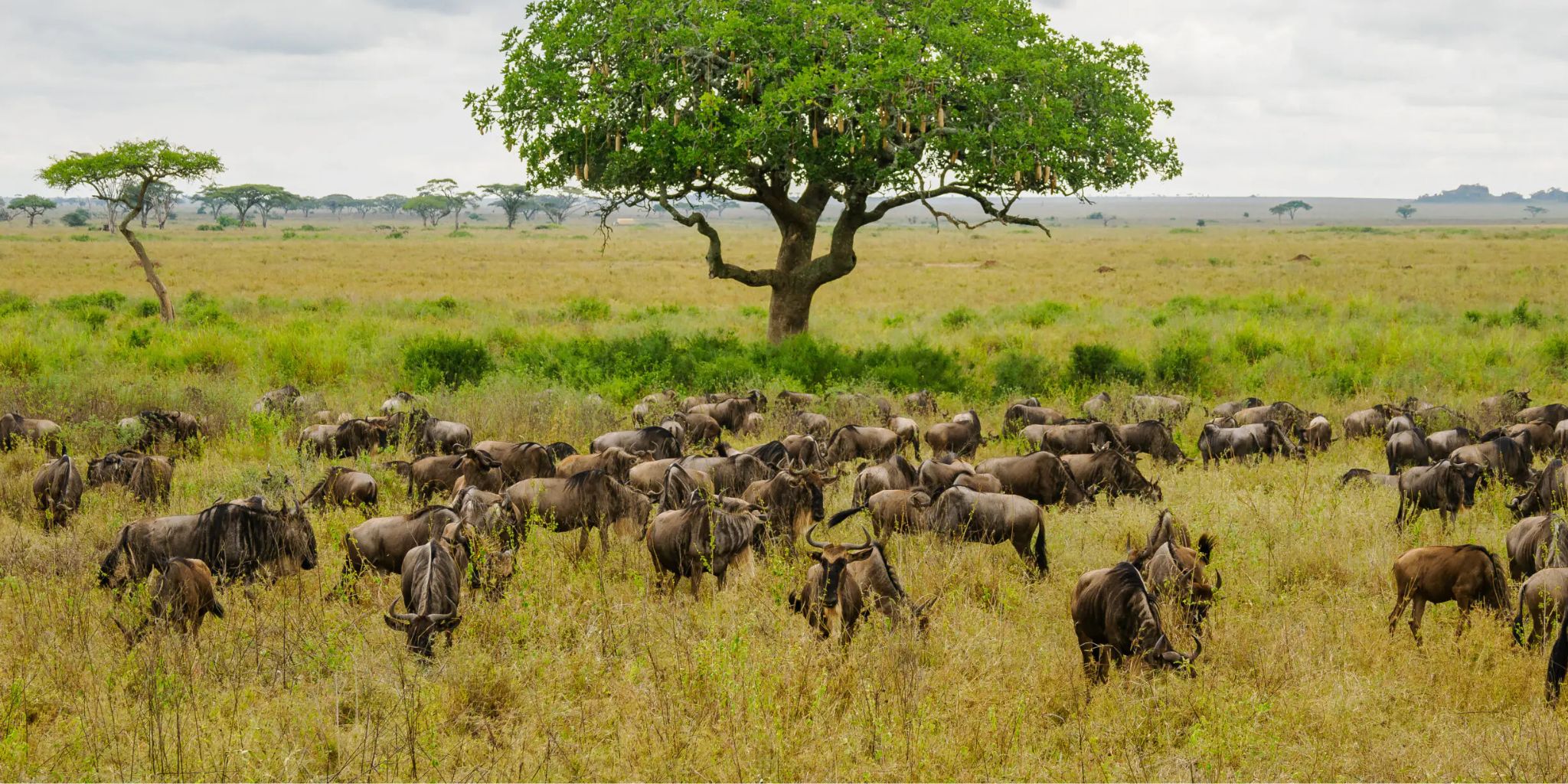 Apr–Jun (Moving Herds)