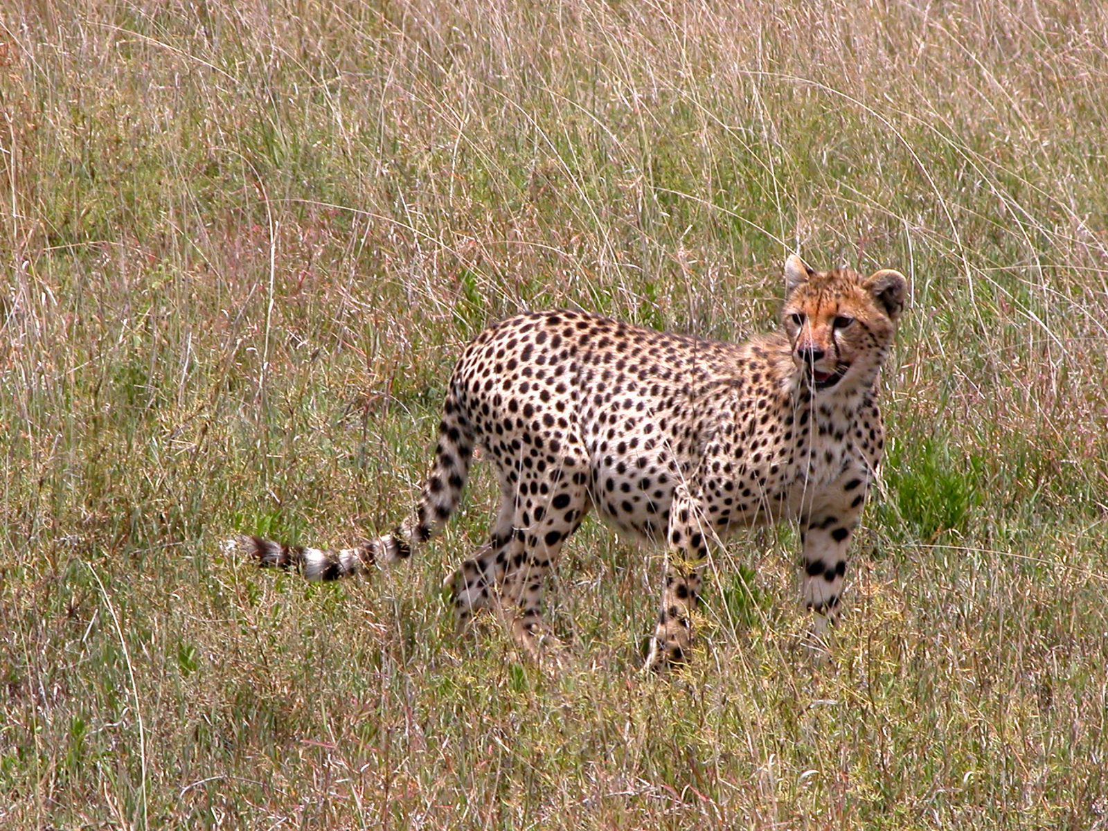 Cheetah_in_the_Serengeti_National_Park