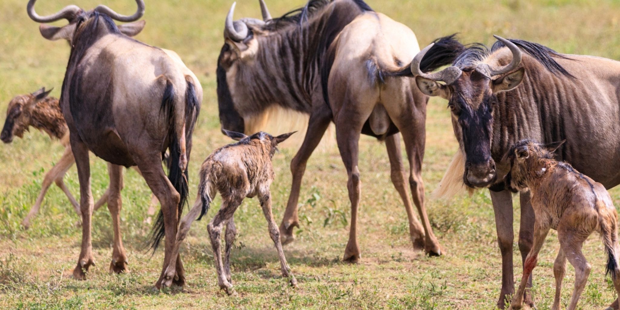 Jan–Mar (Calving Season)