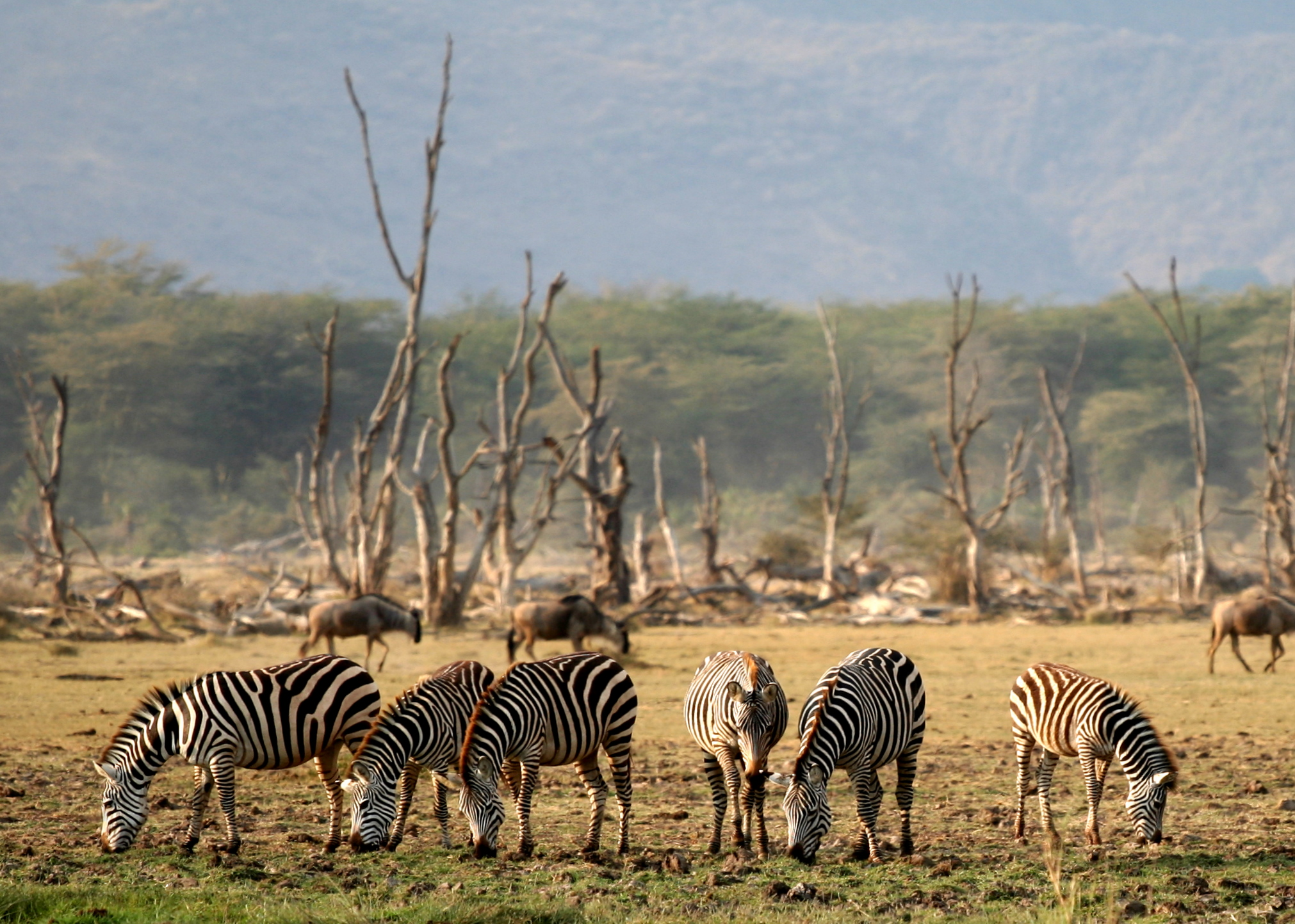 Lake_Manyara_Wildlife