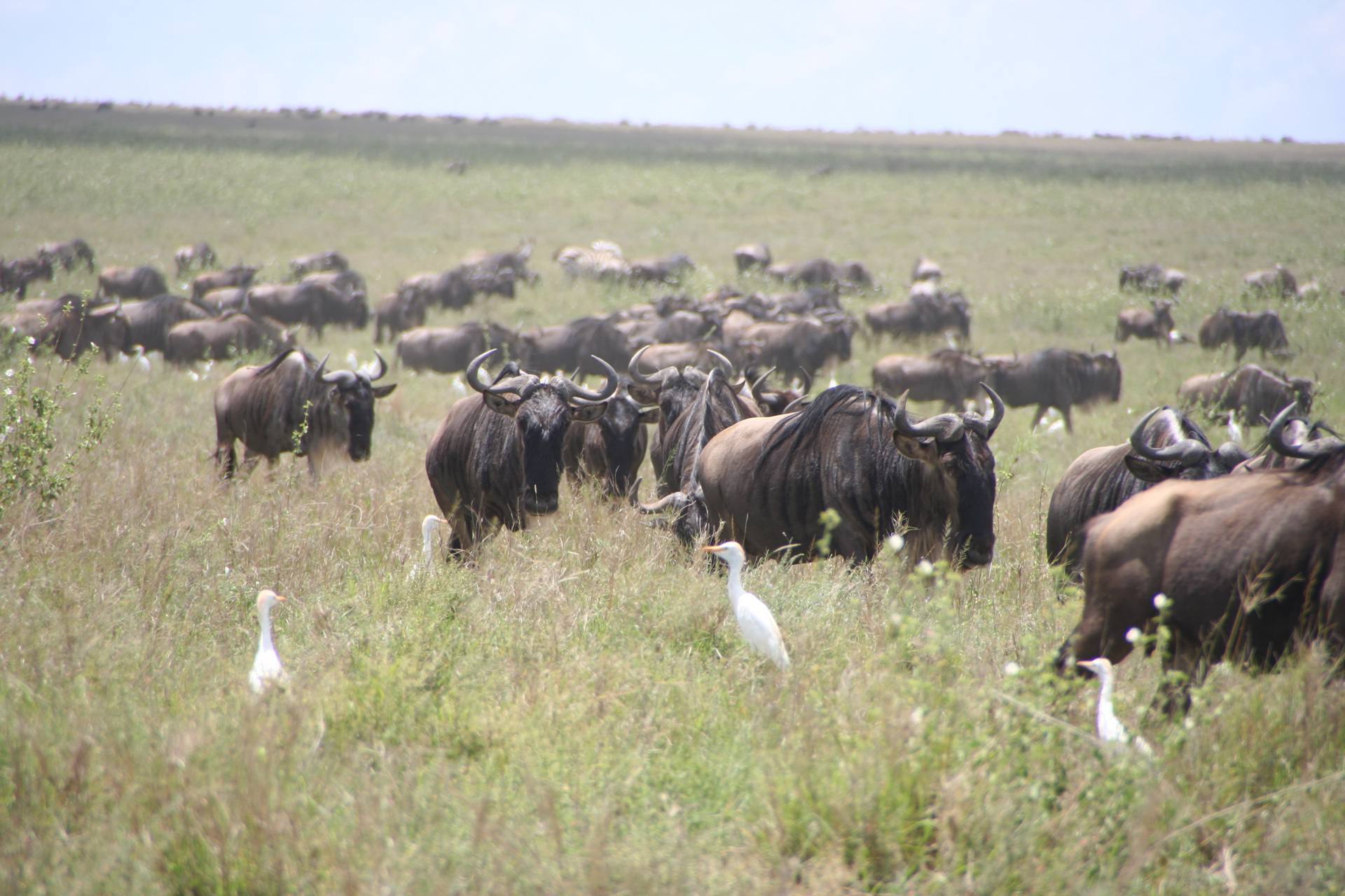 Serengeti_National_Park_Wildebeests_21