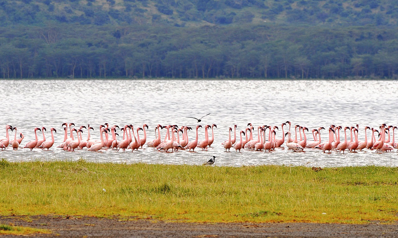 flamingo-3833550_1280