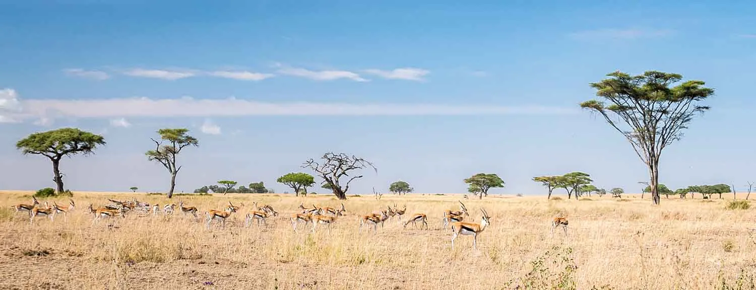 gazelle-serengeti
