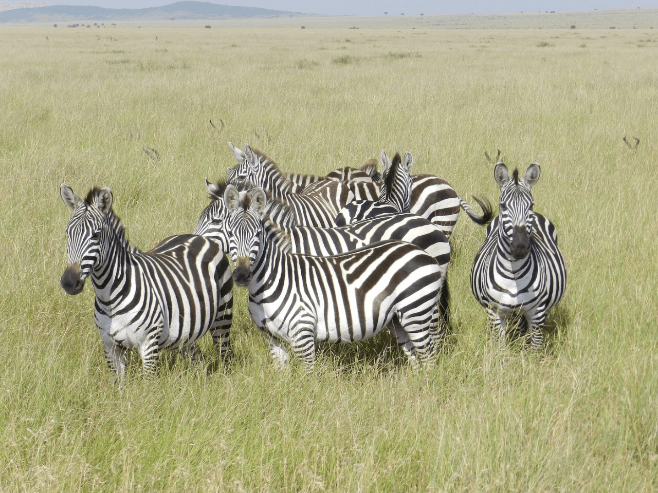 tanzania-safari
